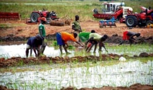 Farmers planting rice in Lokoja, Kogi State.