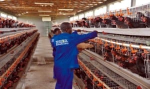 Inside the poultry at Songhai Rivers Initiative Farm. Photo: RSSDA 