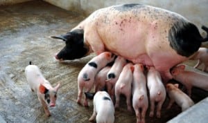 A pig breast feeding its young ones ... Milk from animals is rich in protein.