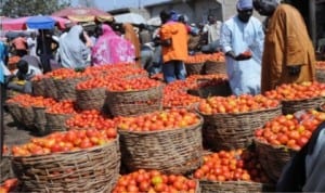 Tomatoes displayed at the Abubakar Gumi Central Market in Kaduna last Monday.