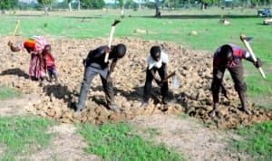 Rice farmers working in their farms along Mulak Dandanko in Bauchi, recently.