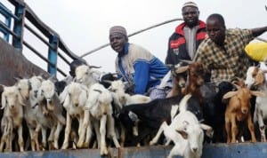 Livestock traders off-loading their goats in Zaria last Thursday. Photo: NAN