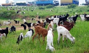 Livestock being transported for sale, grazing in Zaria due to the recent curfew in Kaduna State