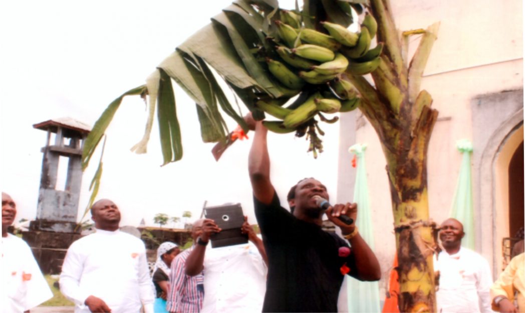 Member, Rivers State House of Assembly and House of Representative aspirant for Degema/Bonny Federal Constituency, Hon Aye Atamah Pepple, representing Rivers State Governor, Rt. Hon. Chibuike Amaechi (middle) harvesting plantain during St. Andrew’s Anglican Church, Bakana, 2014 adult harvest thanksgiving service recently. Photo: Egberi .A. Sampson