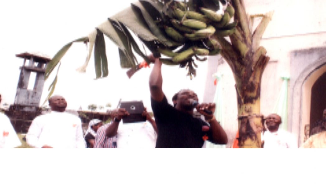 Member, Rivers State House of Assembly and House of Representative aspirant for Degema/Bonny Federal Constituency, Hon Aye Atamah Pepple, representing Rivers State Governor, Rt. Hon. Chibuke Amaechi (middle) harvesting plantain during St. Andrew’s Anglican Church Bakana 2014 Adult Harvest Thanksgiving Service. Photo: Egberi A. Sampson
