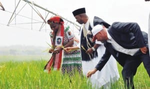 L-R:Minister of Water Resources, Mrs Sarah Ochekpe, Vice President Namadi Sambo and Managing Director, Salini Consturction Company, Dr Piero Capitanio, inspecting rice farm, during the inauguration of Gurara irrigation project at Kachia Local Government Area of Kaduna State last Friday.