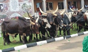 Livestock displayed at the Agric Value Chain Empowerment Programme in Lagos