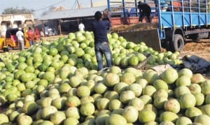 People off-loading watermelon at Muda Lawal Market in Bauchi yesterday.