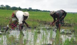 Women rice farmers on duty
