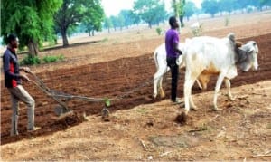 Ploughing of rice farm on Dan-Danko Road at Kagadama village in Yelwan, Bauchi, recently. Photo NAN