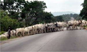 Cattle rearing: Cows crossing the Nasarawa-Benue express way on Friday