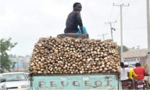 A lorry load of cassava produce being conveyed to the market in Nasarawa State