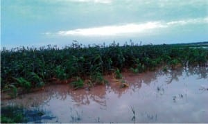 Flooded farmlands in Wurno Local Government Area of Sokoto State on Friday 