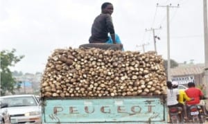 Cassava produce being transported to the market in Nasarawa State